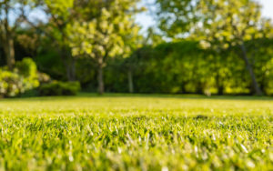 10 Great Reasons Your Lawn Care Services Should Be Done By A Pro