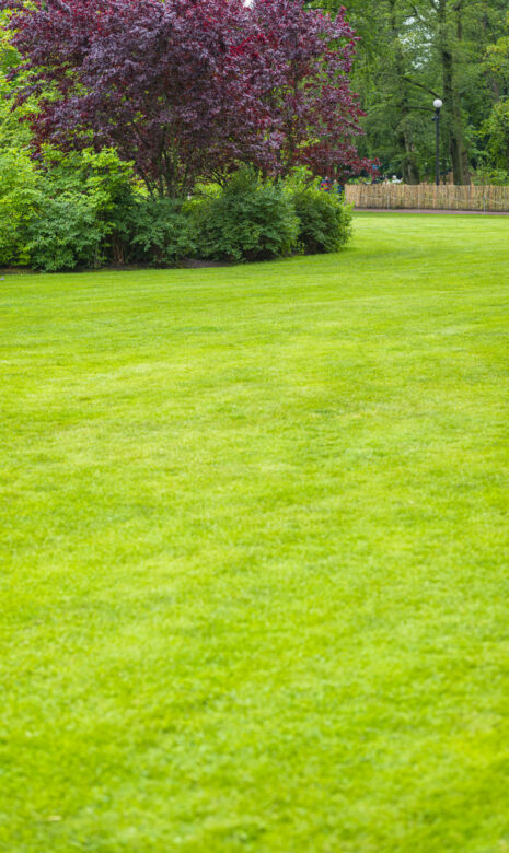 Manicured Lawn